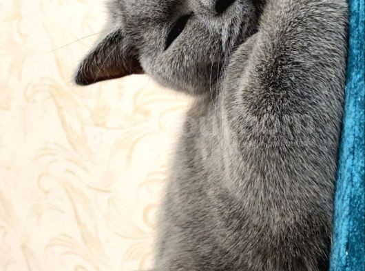 1 Yaşında Sağlıklı Kedi görsel