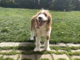 Labradoodle Hypoallergenic Muhteşem Irk Nadir Yavrular
