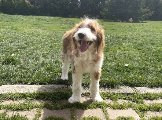 Labradoodle Hypoallergenic Muhteşem Irk Nadir Yavrular görsel
