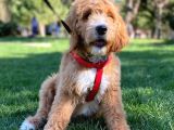 Labradodoodle Dev Patiler Dizayn Irk Orjinal %100 Garantili