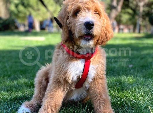 Labradodoodle Dev Patiler Dizayn Irk Orjinal %100 Garantili