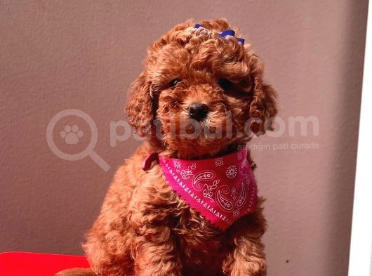 Red Brown Toy Poodle Yavrular görsel