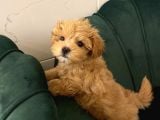 Toy Boyut Muhteşem Surat Eğitimli Orjinal Maltipoo