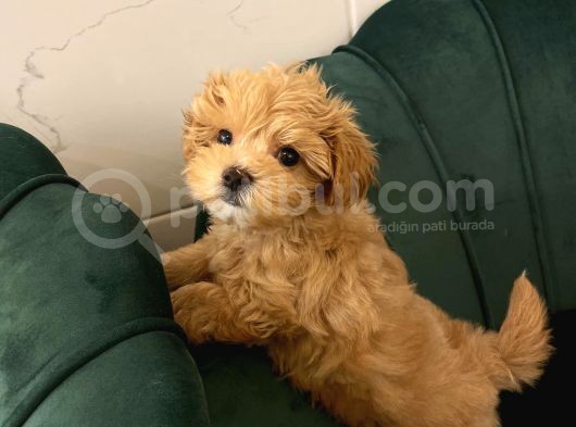 Toy Boyut Muhteşem Surat Eğitimli Orjinal Maltipoo