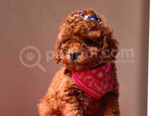 Red Brown Toy Poodle Yavrular