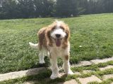 Labradoodle Hypoallergenic Muhteşem Irk Nadir Yavrular