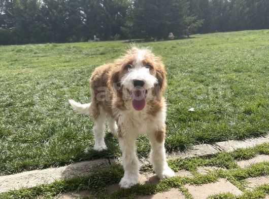Labradoodle Hypoallergenic Muhteşem Irk Nadir Yavrular görsel