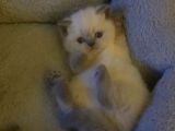 Anne Altından British Shorthair Bluepoint