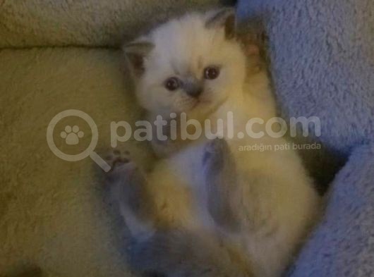 Anne Altından British Shorthair Bluepoint görsel