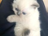 Anne Altından British Shorthair Bluepoint