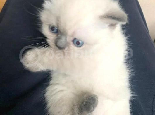 Anne Altından British Shorthair Bluepoint