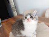 British Shorthair Çok Uysal 2 Aylık Yavru
