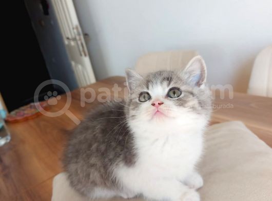 British Shorthair Çok Uysal 2 Aylık Yavru görsel