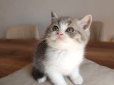 British Shorthair Çok Uysal 2 Aylık Yavru