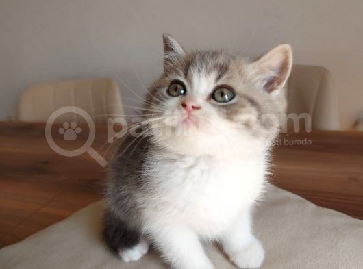 British Shorthair Çok Uysal 2 Aylık Yavru
