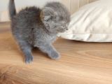 Temas Bağımlısı Scottish Fold 2 Aylık Erkek