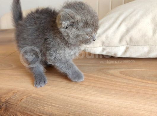 Temas Bağımlısı Scottish Fold 2 Aylık Erkek görsel