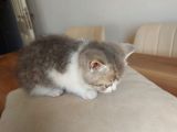 British Shorthair Çok Uysal 2 Aylık Yavru