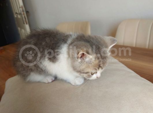 British Shorthair Çok Uysal 2 Aylık Yavru görsel
