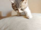 British Shorthair Çok Uysal 2 Aylık Yavru