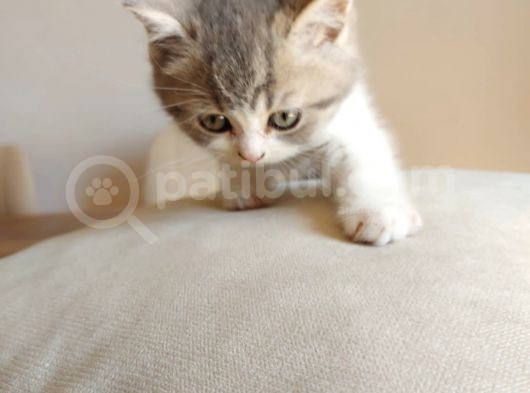 British Shorthair Çok Uysal 2 Aylık Yavru görsel