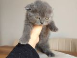 Temas Bağımlısı Scottish Fold 2 Aylık Erkek