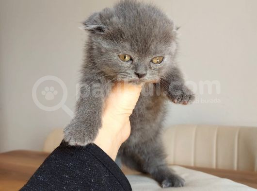 Temas Bağımlısı Scottish Fold 2 Aylık Erkek görsel