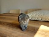 Temas Bağımlısı Scottish Fold 2 Aylık Erkek