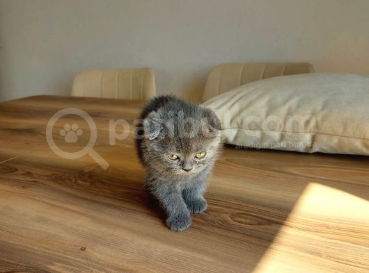 Temas Bağımlısı Scottish Fold 2 Aylık Erkek görsel