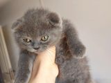 Temas Bağımlısı Scottish Fold 2 Aylık Erkek