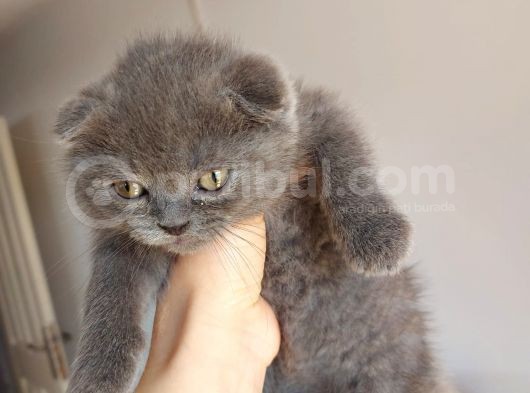 Temas Bağımlısı Scottish Fold 2 Aylık Erkek