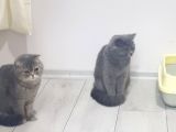 British Shorthair Çok Uysal 2 Aylık Yavru