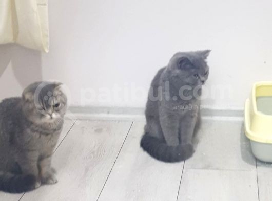 British Shorthair Çok Uysal 2 Aylık Yavru görsel