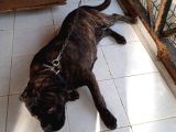 Cane Corsa