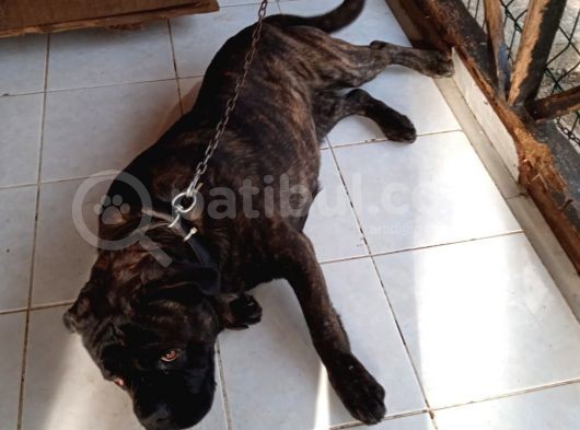Cane Corsa