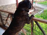 Cane Corsa