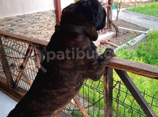 Cane Corsa görsel