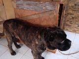 Cane Corsa
