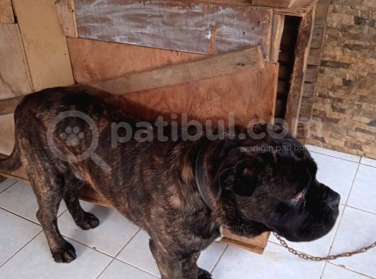 Cane Corsa görsel