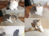 British Shorthair Çok Uysal 2 Aylık Yavru