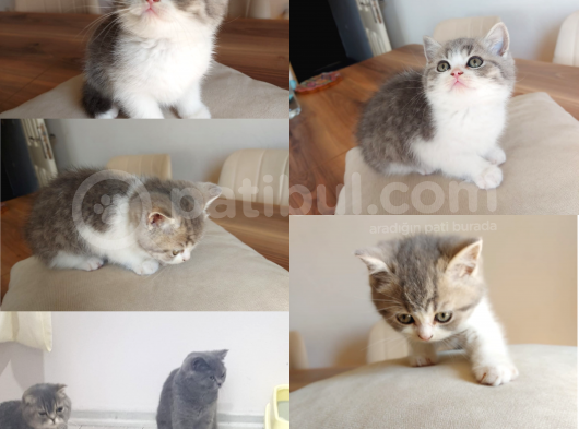 British Shorthair Çok Uysal 2 Aylık Yavru görsel
