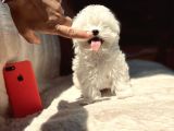 Kar Beyaz Maltese Mini Boy Yavrular