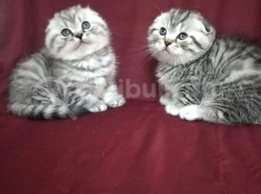2 Gri̇ Erkek 1 Beyaz Di̇şi̇ Scotti̇sh Fold Yavrulari görsel