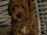 Red Brown Toy Poodle Anne Baba 3 Kg