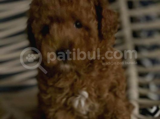 Red Brown Toy Poodle Anne Baba 3 Kg görsel