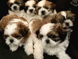Vecihiden Safkan Shihtzu Bebekler