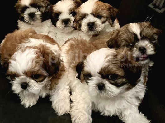Vecihiden Safkan Shihtzu Bebekler görsel