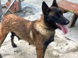 Belçika Kurdu Malinois Yavrularimiz 3 günlük