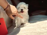 Kar Beyaz Maltese Mini Boy Yavrular