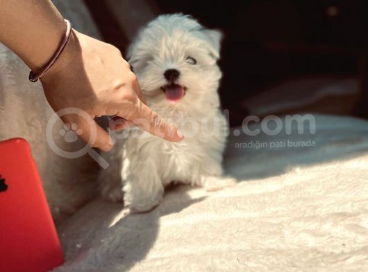 Kar Beyaz Maltese Mini Boy Yavrular